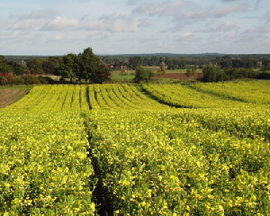 Blhendes Nachtkerzenfeld