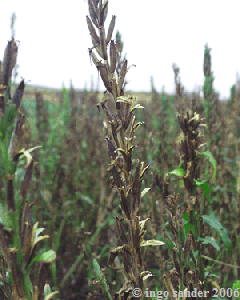 Vogelfra an Nachtkerzen